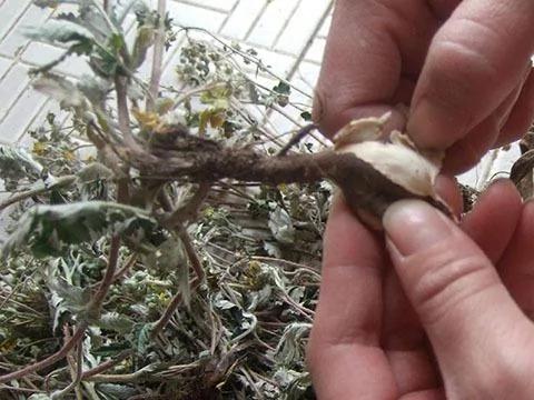 1种野草降血糖效果好 路边随手采一把 煮水喝就行