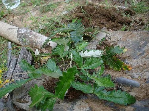 1种野草降血糖效果好 路边随手采一把 煮水喝就行