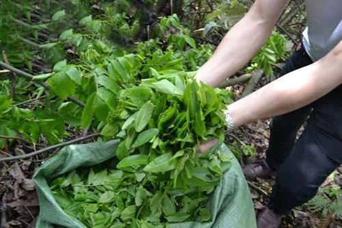 1种野草降血糖效果好 路边随手采一把 煮水喝就行