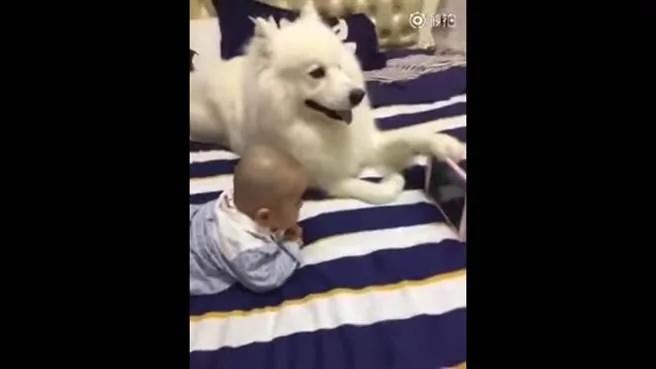 太贴心了!狗狗伸“脚”帮忙小主人……