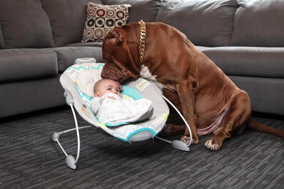 大胆妈妈让全球最大斗牛犬照顾3月大婴儿