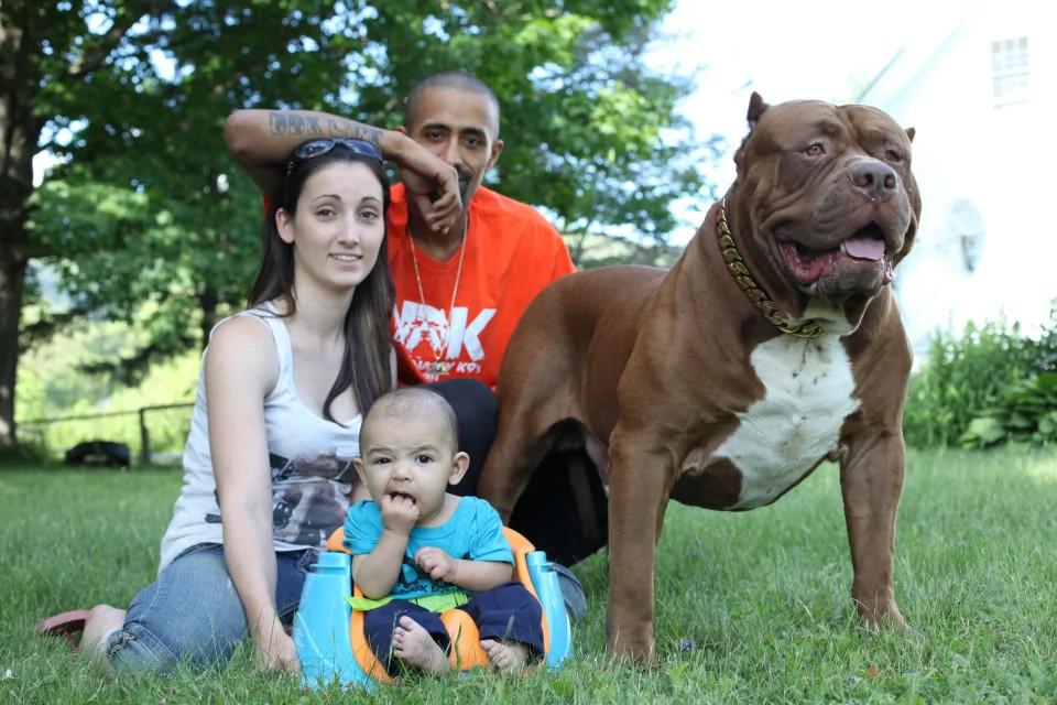 大胆妈妈让全球最大斗牛犬照顾3月大婴儿