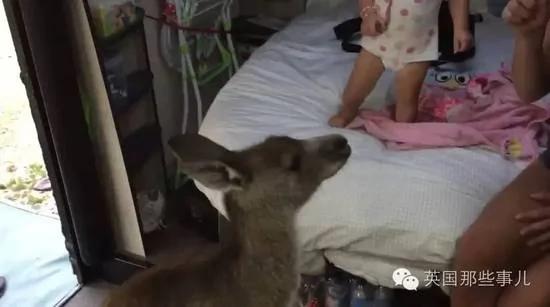 这家人好心给了袋鼠一口苹果,结果万万没想到