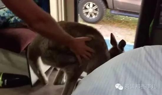 这家人好心给了袋鼠一口苹果,结果万万没想到