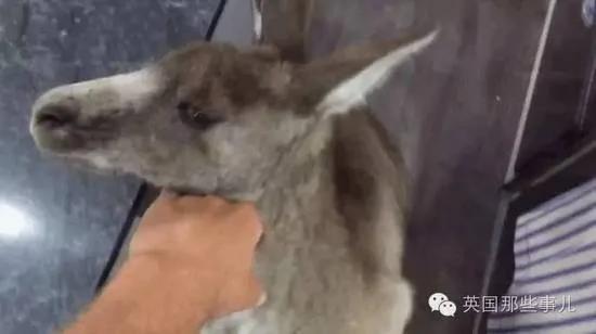 这家人好心给了袋鼠一口苹果,结果万万没想到