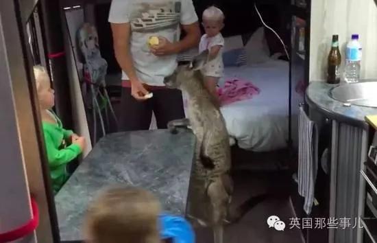 这家人好心给了袋鼠一口苹果,结果万万没想到