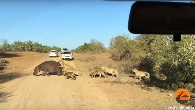 南非河马遭狮群围攻它发狂展开最后的反击