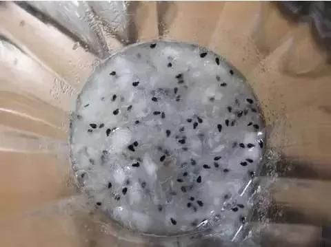 盆栽绝技:火龙果种子盆栽 就是这么种出来的