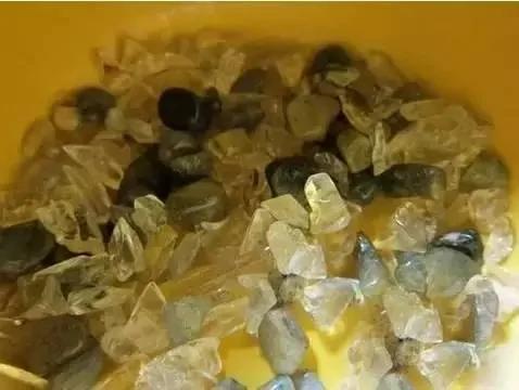 盆栽绝技:火龙果种子盆栽 就是这么种出来的