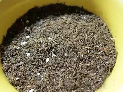 盆栽绝技:火龙果种子盆栽 就是这么种出来的