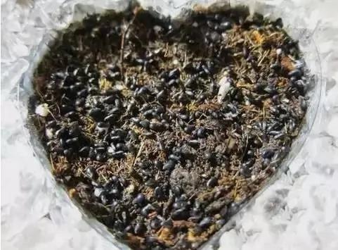 盆栽绝技:火龙果种子盆栽 就是这么种出来的