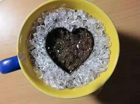 盆栽绝技:火龙果种子盆栽 就是这么种出来的