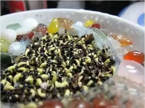 盆栽绝技:火龙果种子盆栽 就是这么种出来的