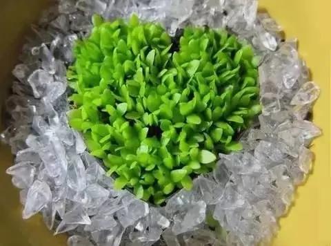盆栽绝技:火龙果种子盆栽 就是这么种出来的