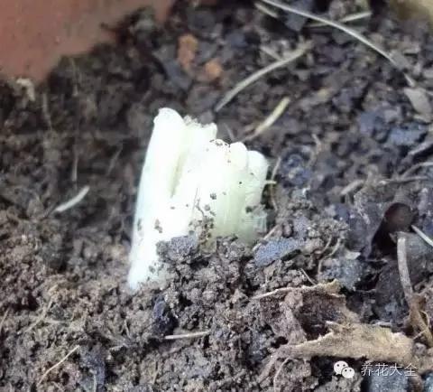 盆栽新手必学 我把这8种菜种进花盆 一个冬天没买菜
