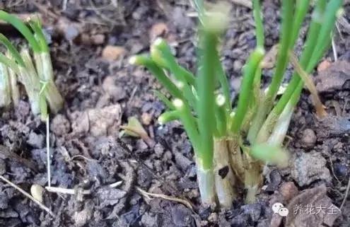 盆栽新手必学 我把这8种菜种进花盆 一个冬天没买菜