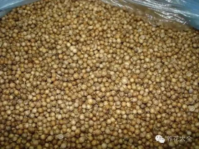 盆栽新手必学 我把这8种菜种进花盆 一个冬天没买菜