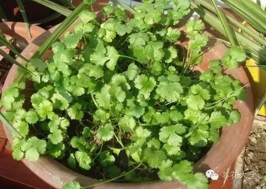 盆栽新手必学 我把这8种菜种进花盆 一个冬天没买菜