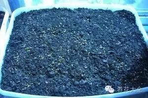 盆栽新手必学 我把这8种菜种进花盆 一个冬天没买菜