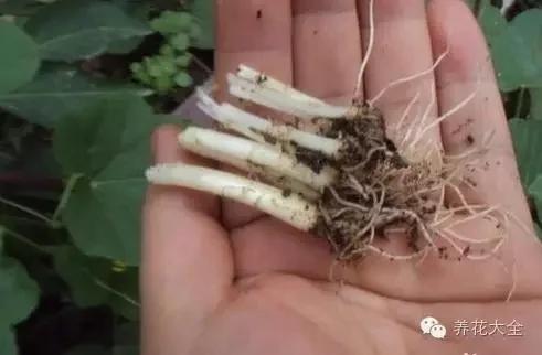 盆栽新手必学 我把这8种菜种进花盆 一个冬天没买菜