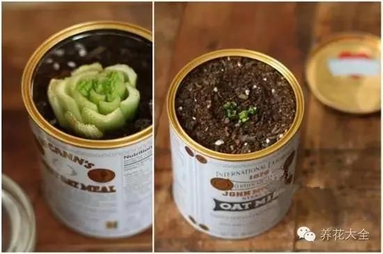 盆栽新手必学 我把这8种菜种进花盆 一个冬天没买菜