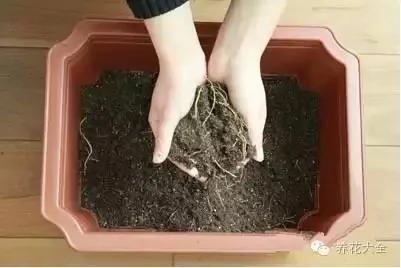 盆栽新手必学 我把这8种菜种进花盆 一个冬天没买菜