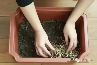 盆栽新手必学 我把这8种菜种进花盆 一个冬天没买菜