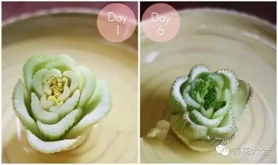 盆栽新手必学 我把这8种菜种进花盆 一个冬天没买菜