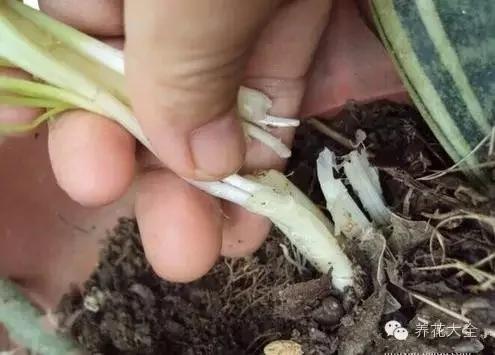 盆栽新手必学 我把这8种菜种进花盆 一个冬天没买菜
