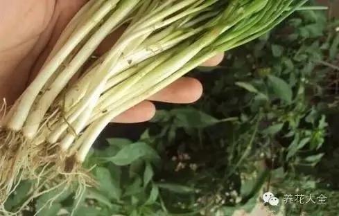 盆栽新手必学 我把这8种菜种进花盆 一个冬天没买菜