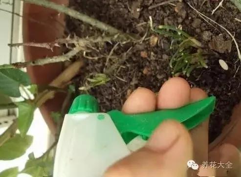 盆栽新手必学 我把这8种菜种进花盆 一个冬天没买菜