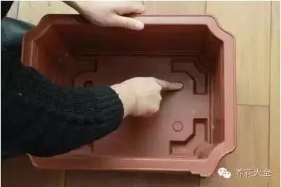 盆栽新手必学 我把这8种菜种进花盆 一个冬天没买菜