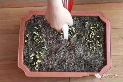 盆栽新手必学 我把这8种菜种进花盆 一个冬天没买菜