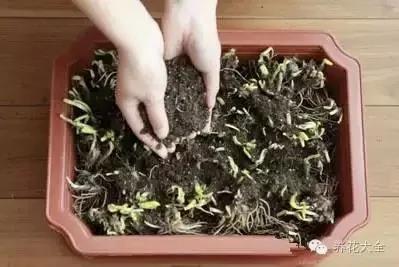 盆栽新手必学 我把这8种菜种进花盆 一个冬天没买菜