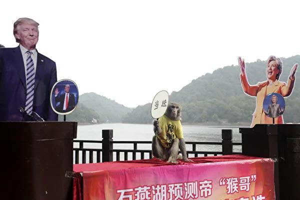 谁能入主白宫?湖南未卜先知的猴子预测:川普会赢!