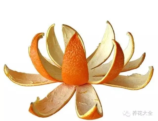 吃剩下的橘子皮别扔 用来养花不是一般的好
