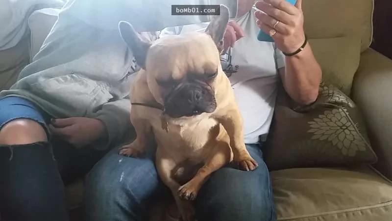 激萌斗牛犬坐在主人腿上努力不睡着 最后让大家都笑到……