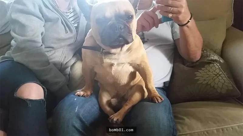 激萌斗牛犬坐在主人腿上努力不睡着 最后让大家都笑到……