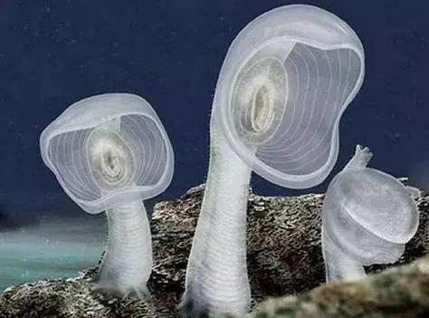 12种人类不相信 但真实存在的奇特生物! 图集