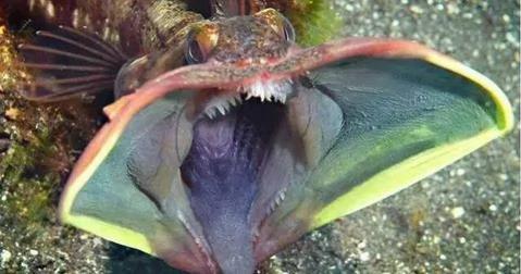 12种人类不相信 但真实存在的奇特生物! 图集