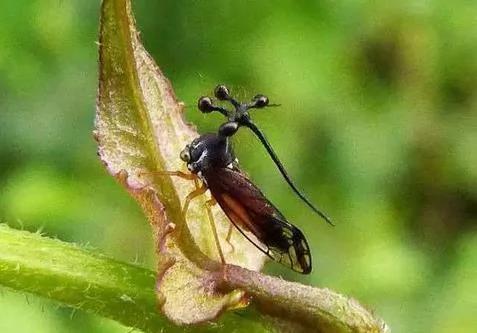 12种人类不相信 但真实存在的奇特生物! 图集