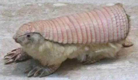 12种人类不相信 但真实存在的奇特生物! 图集
