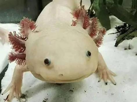 12种人类不相信 但真实存在的奇特生物! 图集