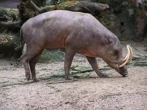 12种人类不相信 但真实存在的奇特生物! 图集