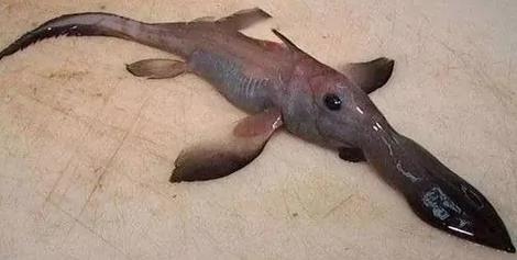 12种人类不相信 但真实存在的奇特生物! 图集