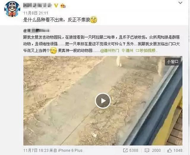 动物园狼舍现哈士奇 园方:它在狼群拥有地位