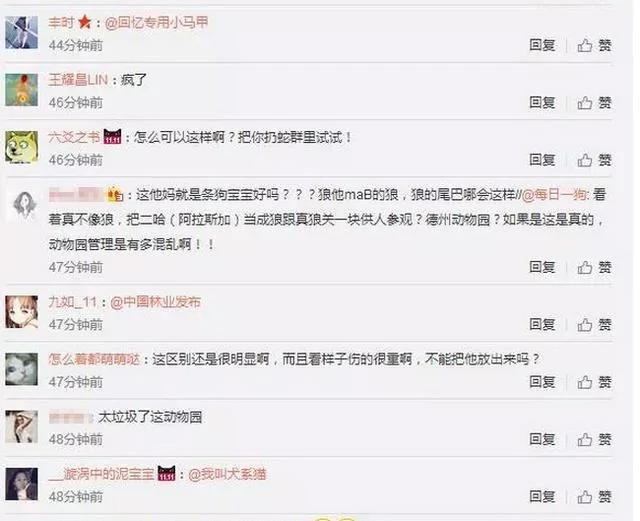 动物园狼舍现哈士奇 园方:它在狼群拥有地位