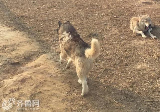 动物园狼舍现哈士奇 园方:它在狼群拥有地位