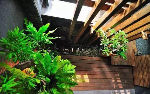 卫生间里湿闷臭?放上这几样植物后就再也不会了