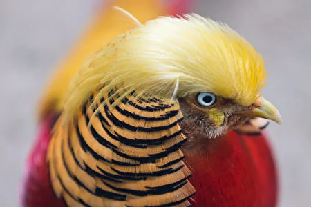 杭州这只山鸡，因其头顶一束金发酷似特朗普，而一夜爆红。*